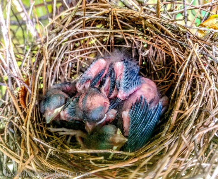 cardinal's nest, baby birds, The Woodlands Texas, nature, bird lover, bird watchers