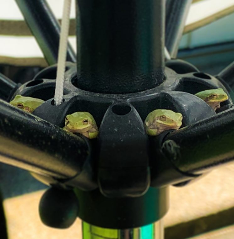 frogs, funny frogs, meme, quarantine,