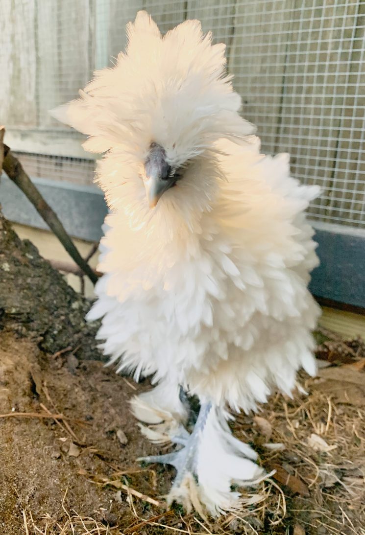 Sizzle chicken, white chicken, glam chicken, pet chicken, chicken mom, beautiful chicken, sizzle chick,