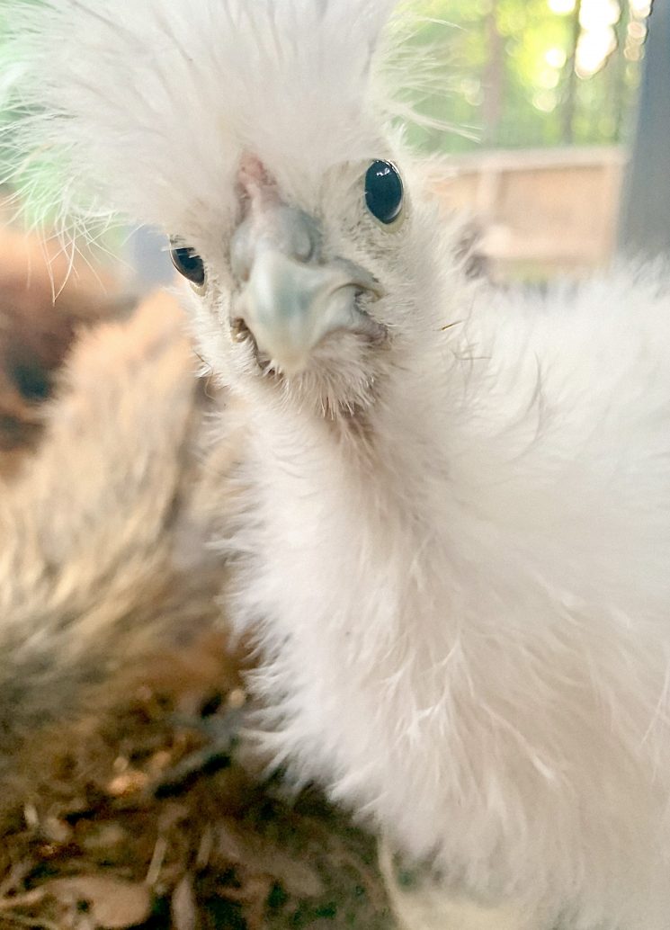 chicken coop, glam coop, gray coop, chickens, pet chickens, silkies, silkie chicken,
pretty chicken coops, Texas chicken coops, chicken mom,