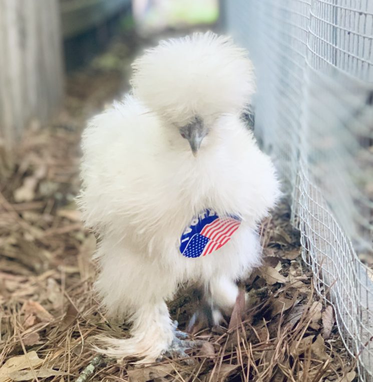silkie, white silkie, chicken,vote, farmlife, homestead, conservative, Texas